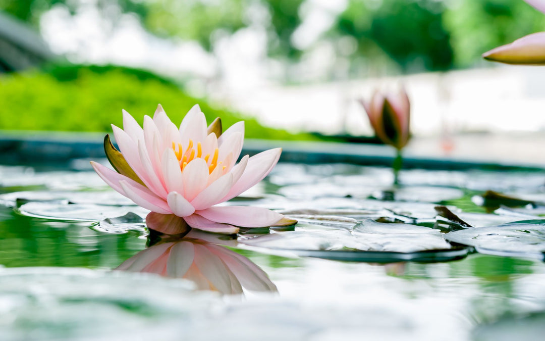 5 heilige Pflanzen, um Deine Spiritualität zu verbessern TaoTempel