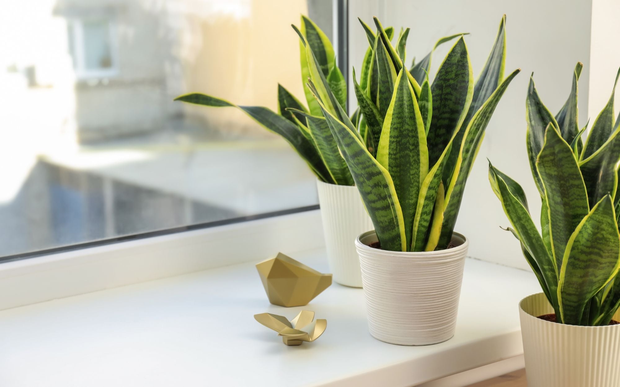 Frühlingserwachen mit Feng Shui: Hol Dir frische Energie