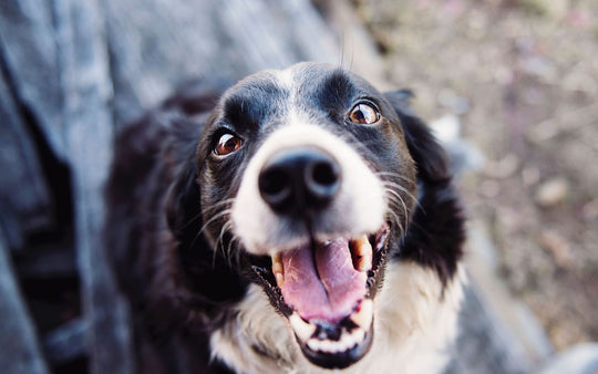 Beste Kristalle für Hunde & wie man sie verwendet