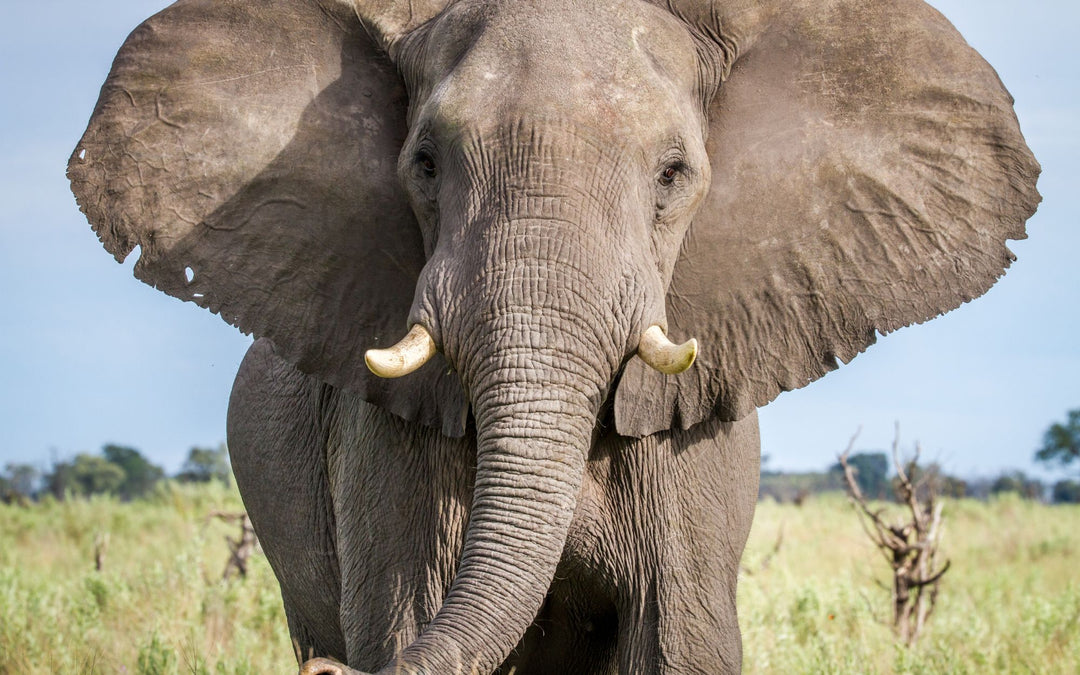 Elefanten Symbol in Schmuck: Was ist die Bedeutung des Elefanten? TaoTempel