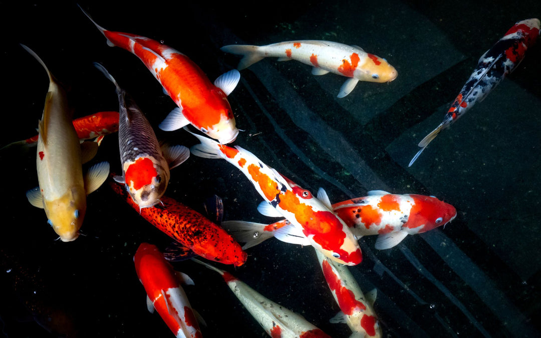 Koi Fisch Bedeutung und Symbolik im Feng Shui TaoTempel