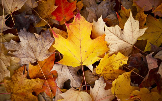 Feng Shui Tipps für den Herbst (2024 Leitfaden)