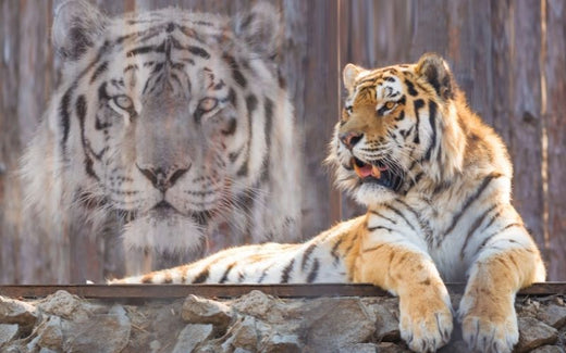 Wie Du Dein Seelentier findest und Dich mit ihm verbindest TaoTempel