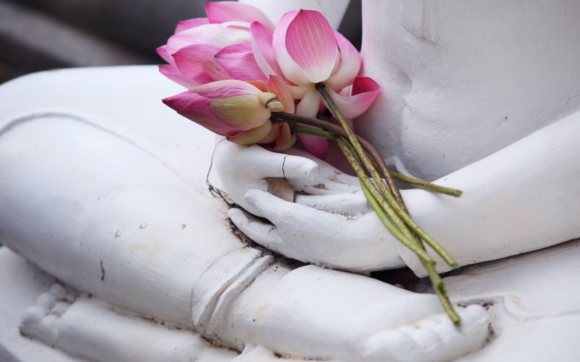 die Bedeutung der Lotusblume im Buddhismus