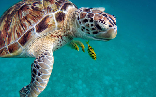 Spirituelle Bedeutung der Schildkröte: Was symbolisieren sie in Schmuck?